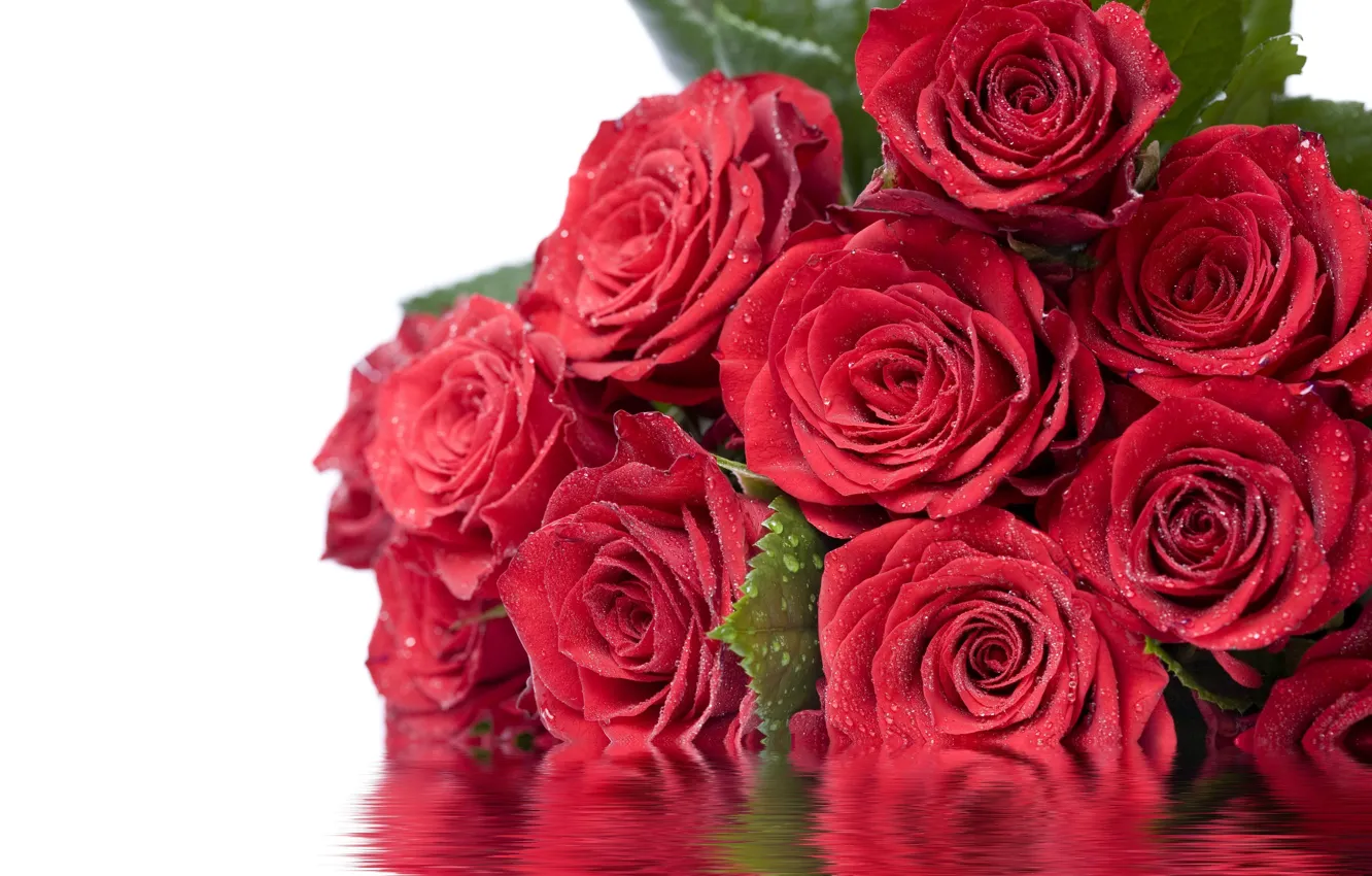 Фото обои листья, вода, капли, цветы, отражение, розы, красные, Дорогие Дамы С 8 Марта!