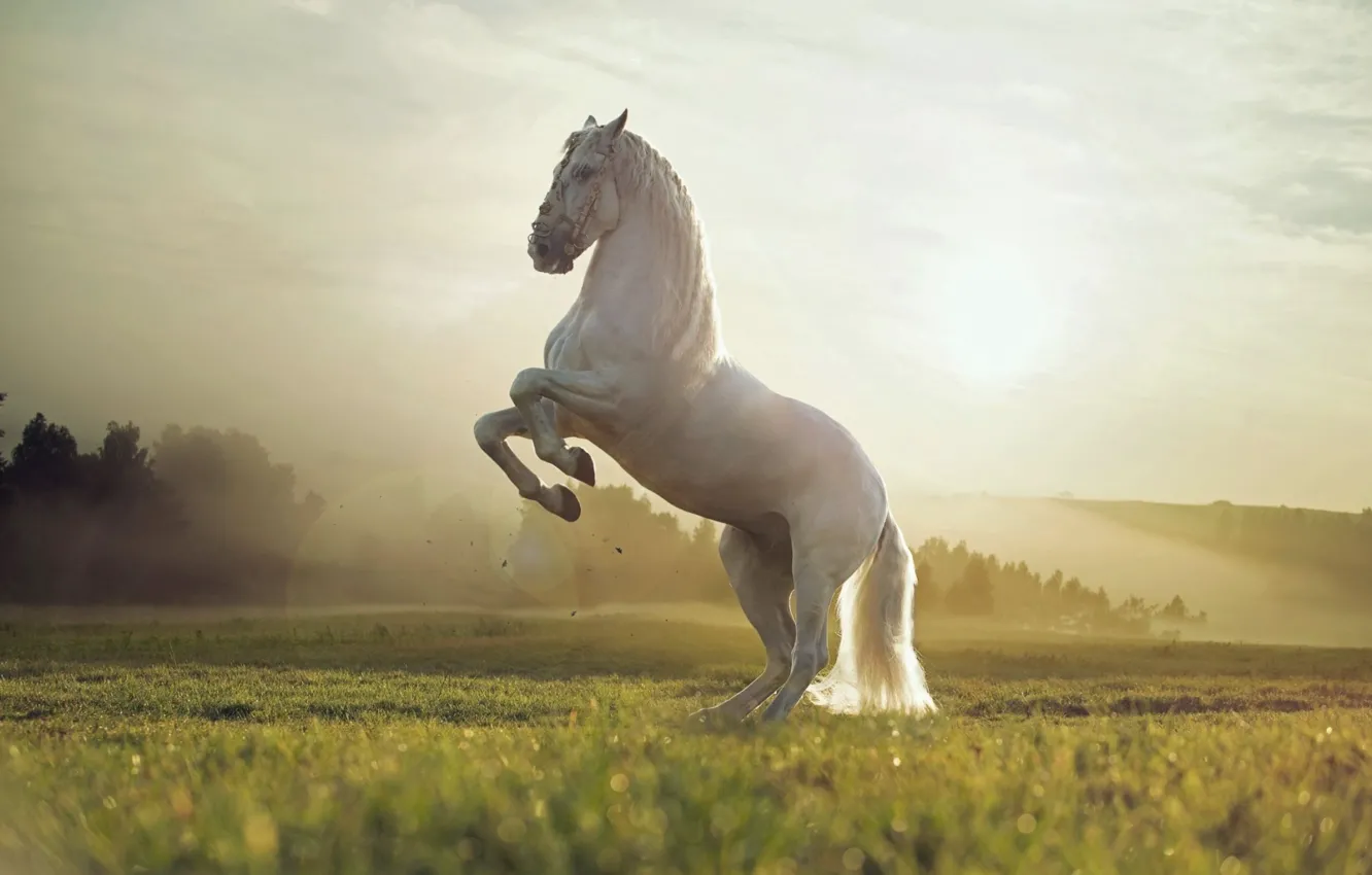 Фото обои White, Field, Animal, Horse