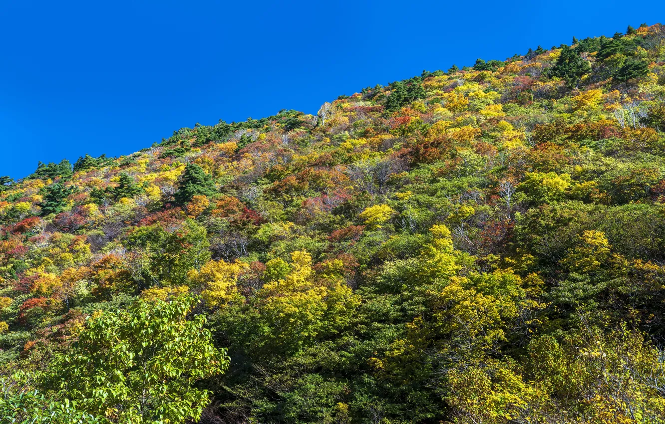 Фото обои фото, Природа, Осень, Япония, Кусты, Холмы, Hakone Komagatake Ropeway