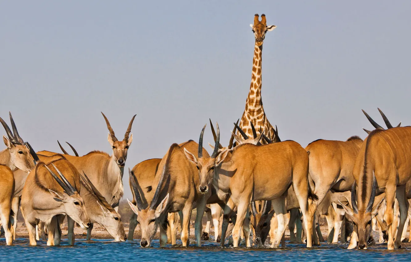 Фото обои жираф, Африка, водопой, антилопа, канна