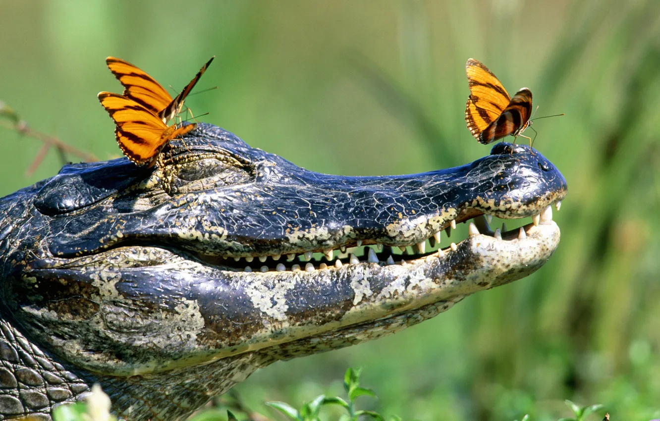 Фото обои бабочки, зубы, крокодил, пасть