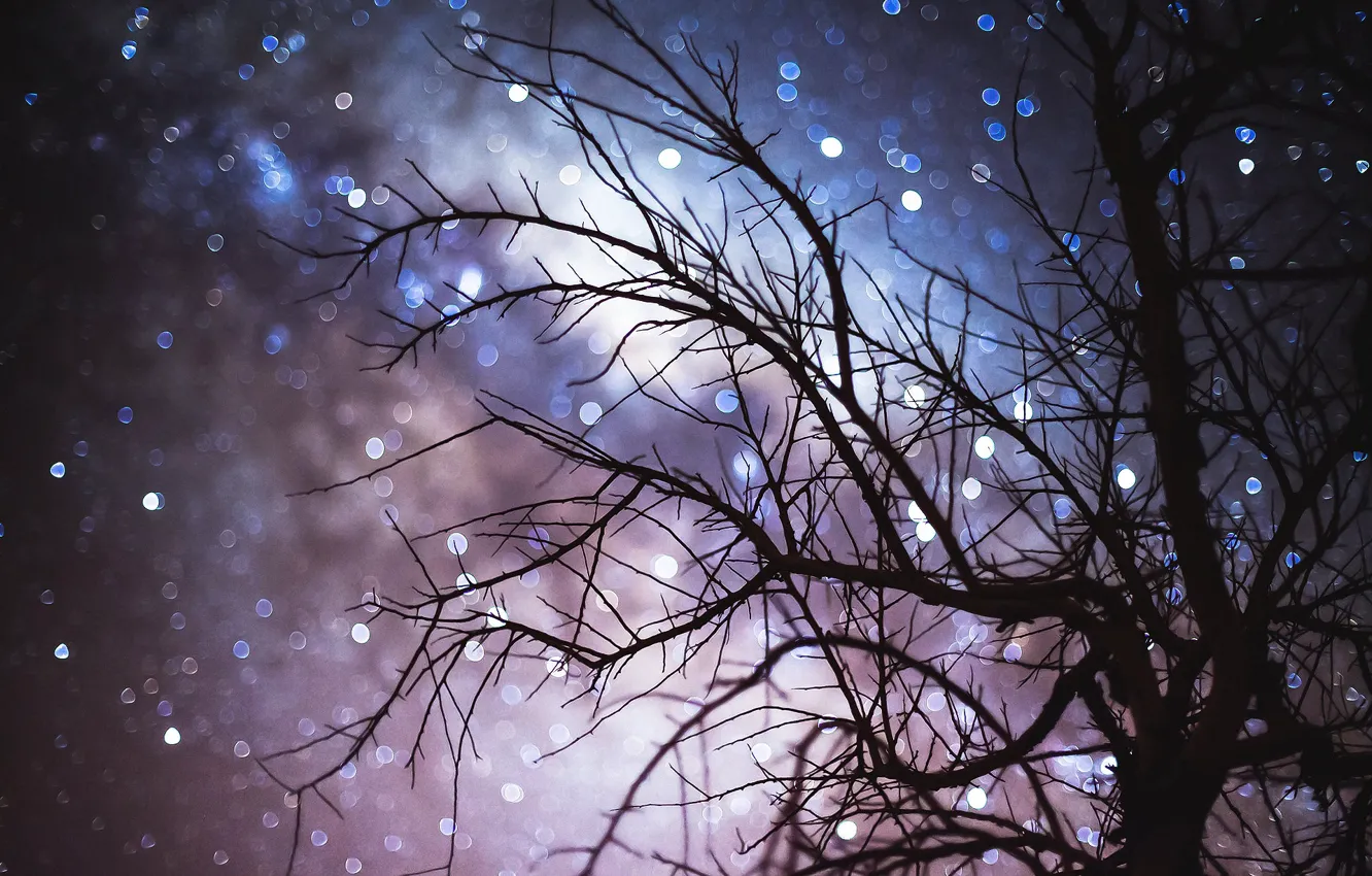 Фото обои небо, звезды, ночь, ветки, дерево, боке