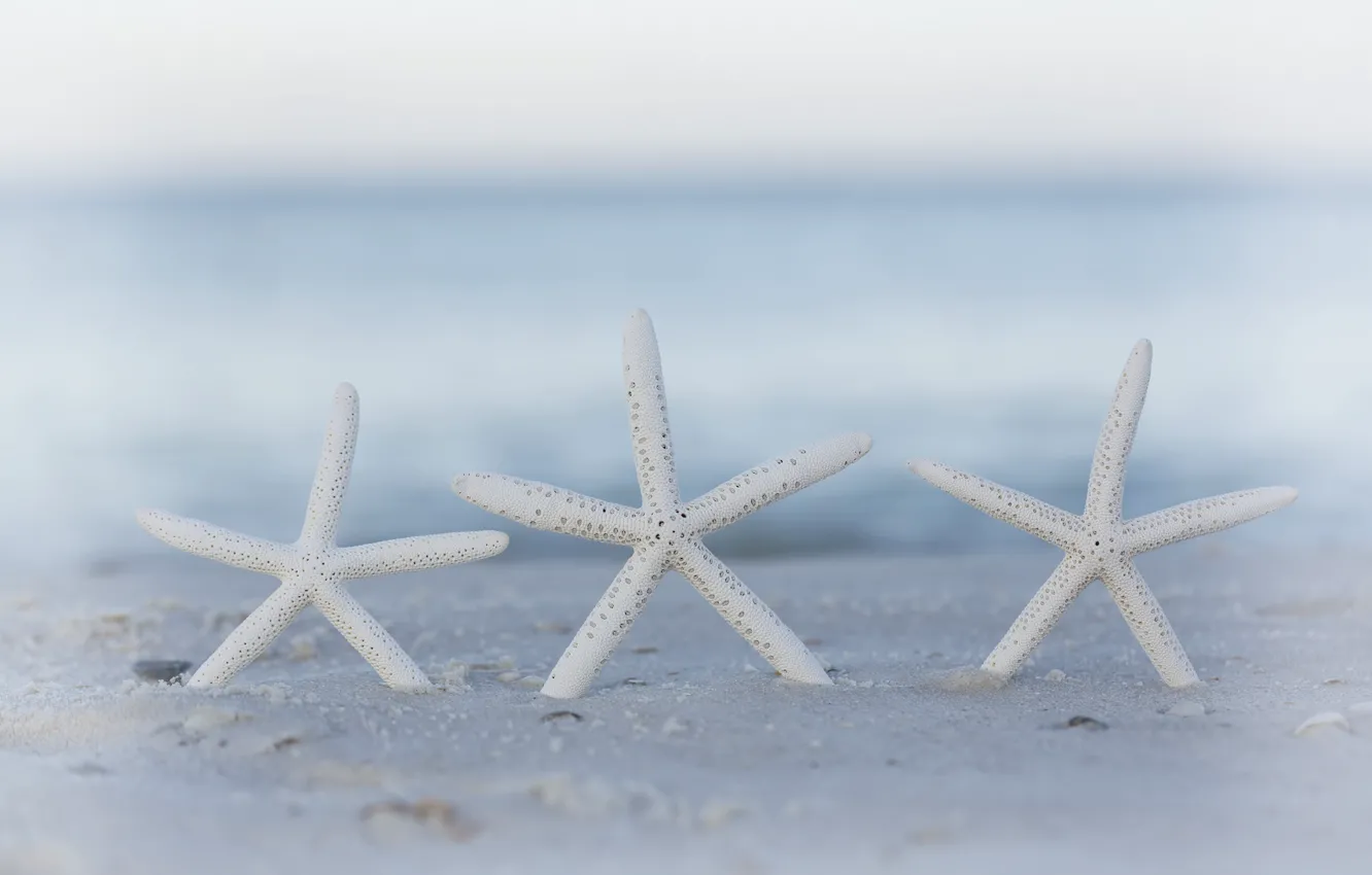 Фото обои песок, пляж, боке, морские звезды