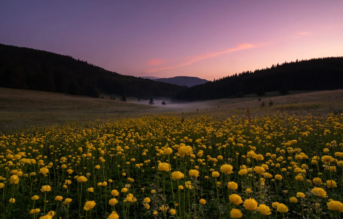 Фото обои поле, лес, небо, цветы, горы, вечер, желтые, купальницы