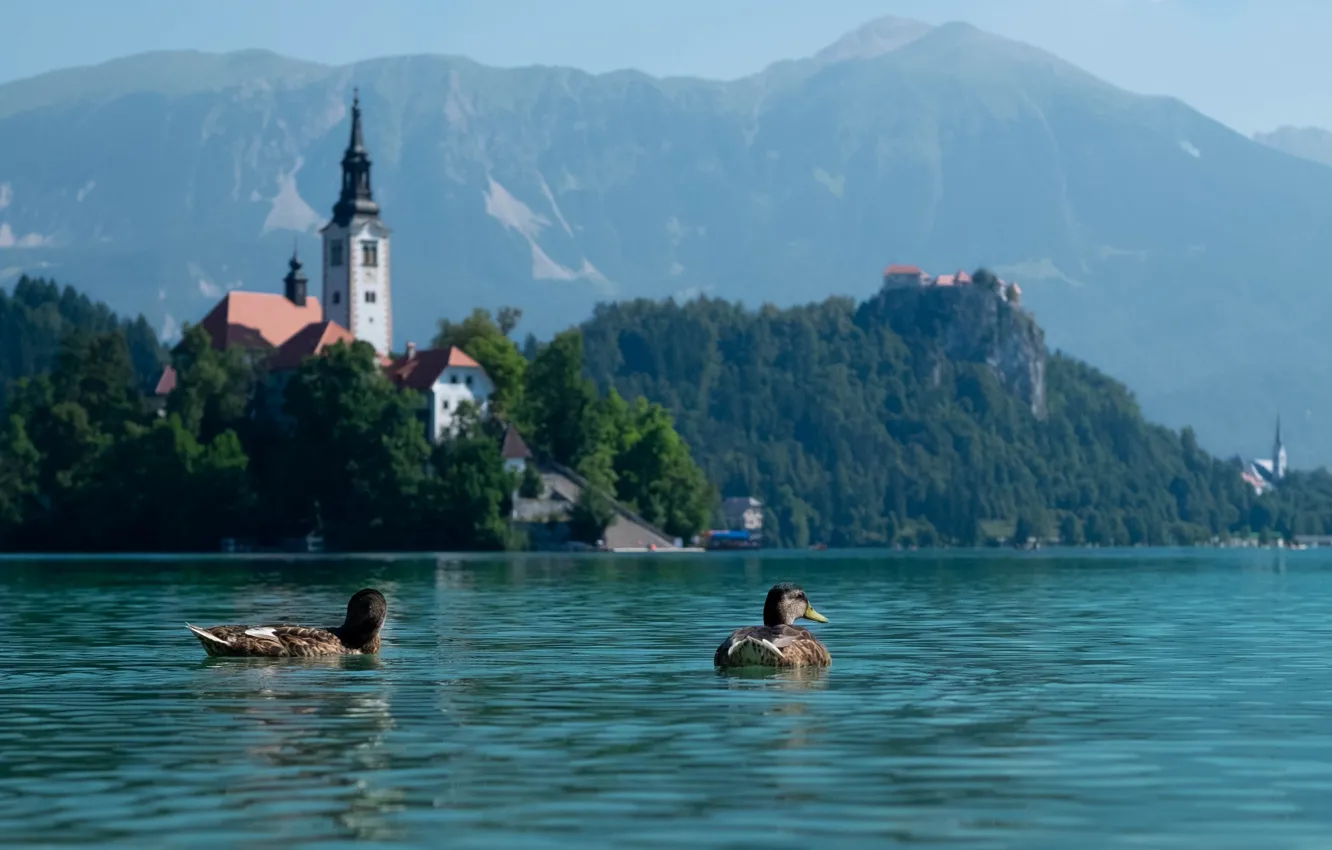 Фото обои пейзаж, горы, природа, озеро, утки, церковь, Словения, Бледское озеро