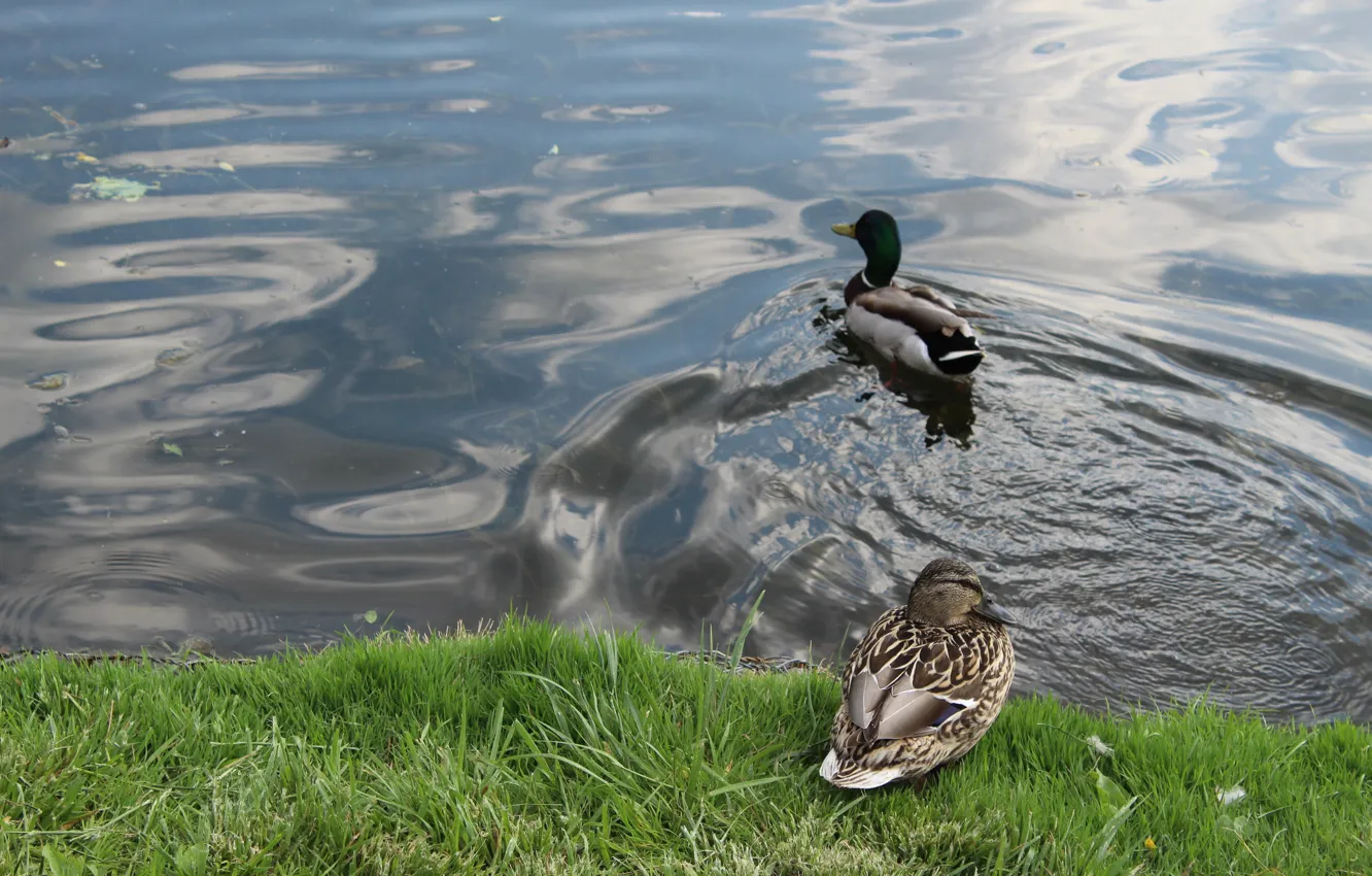 Фото обои вода, озеро, утки кряквы