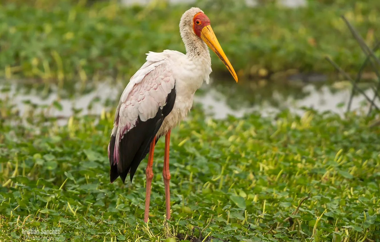Фото обои yellow, stork, billed, mycteria ibis