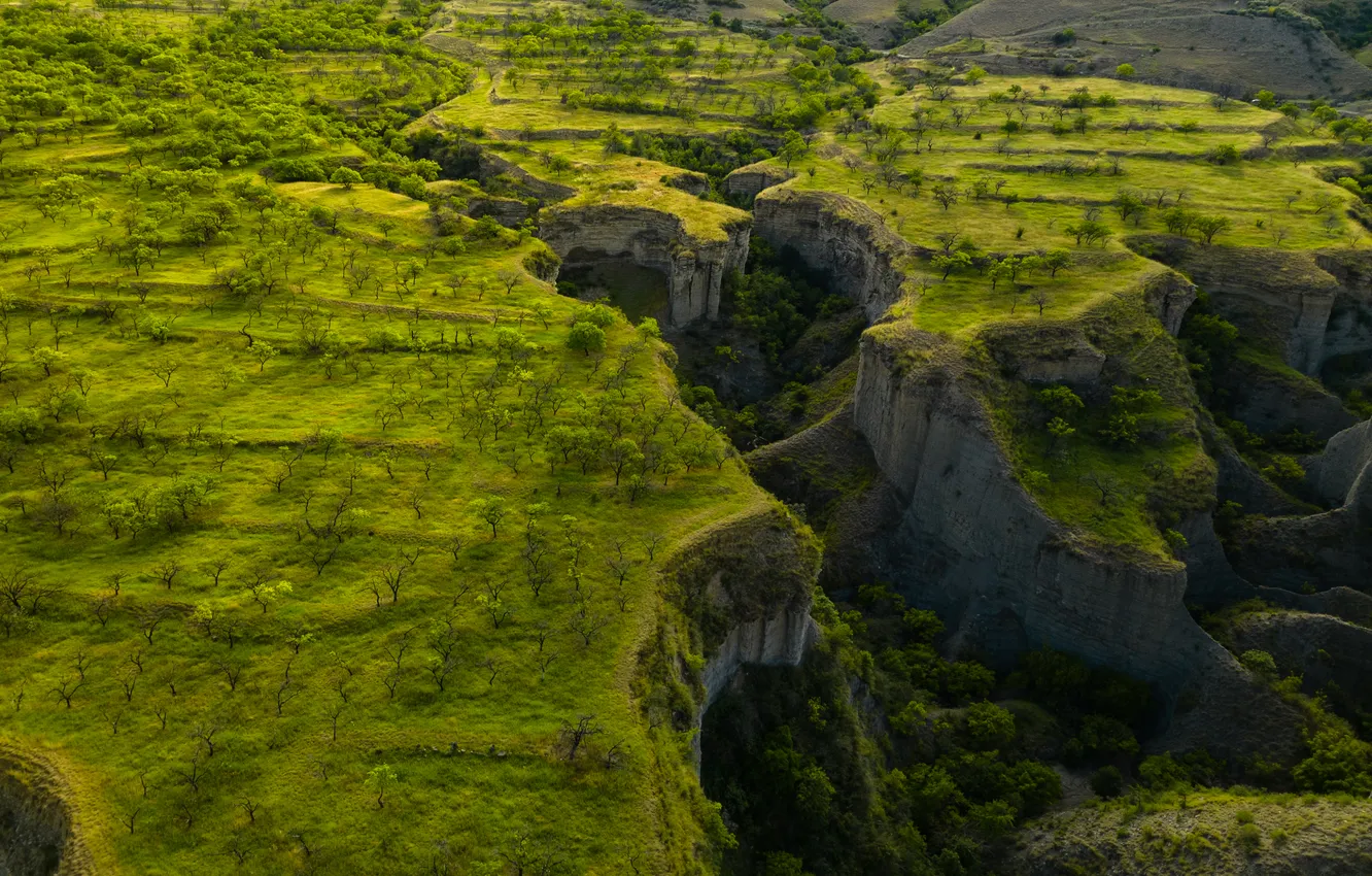 Фото обои green, forest, cliffs