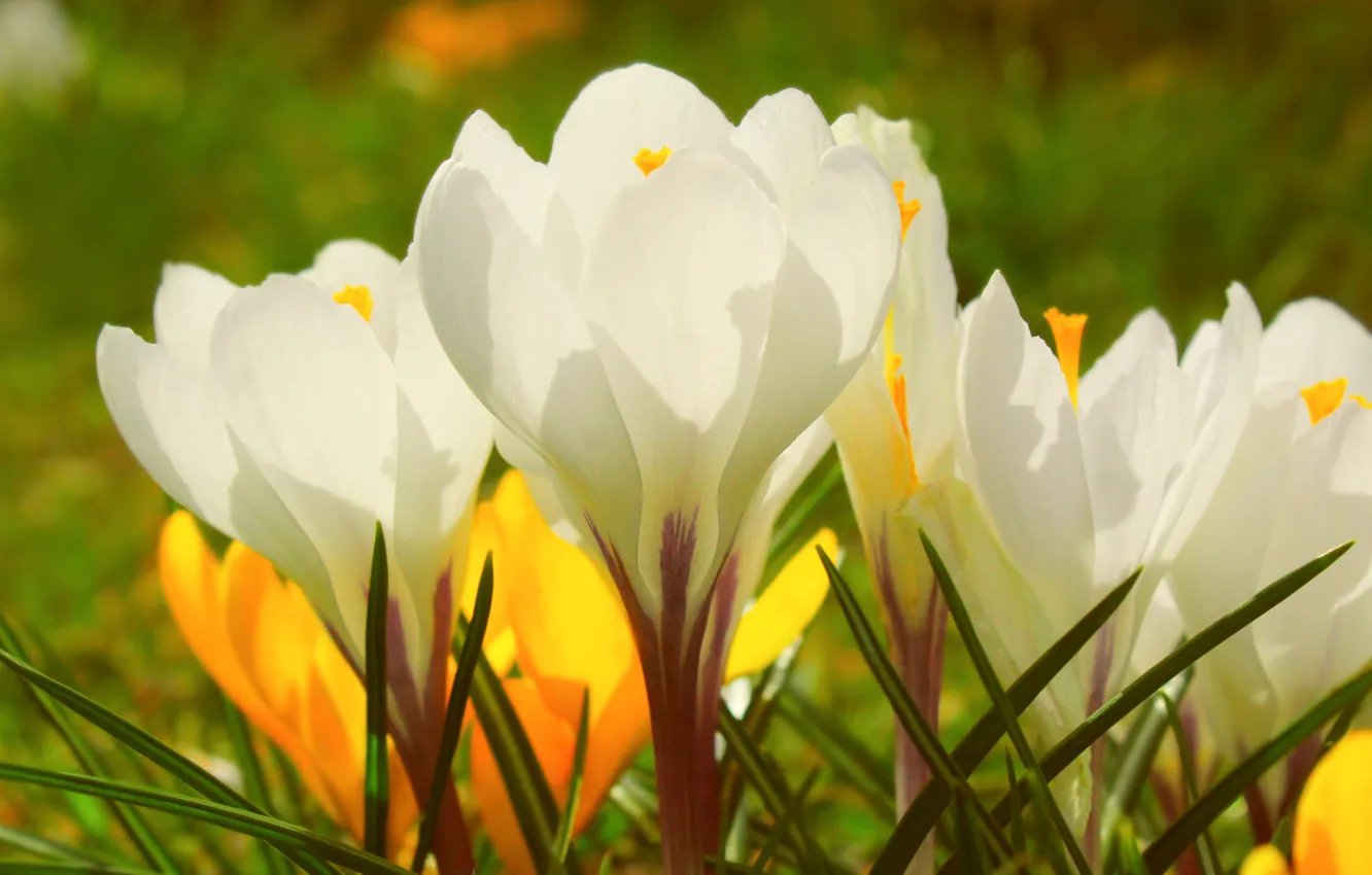 Фото обои white, flower, crokus