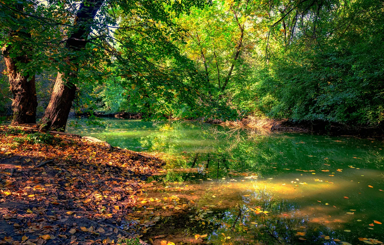 Фото обои green, trees, water, pond