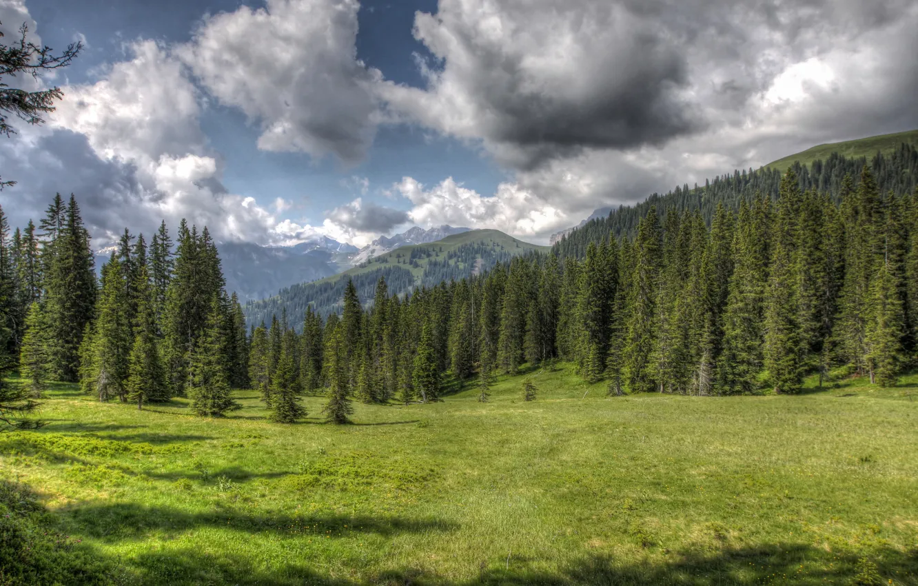 Фото обои лес, облака, природа, поляна, HDR