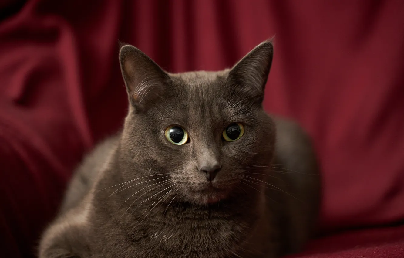 Фото обои кошка, взгляд, фон, портрет, мордочка