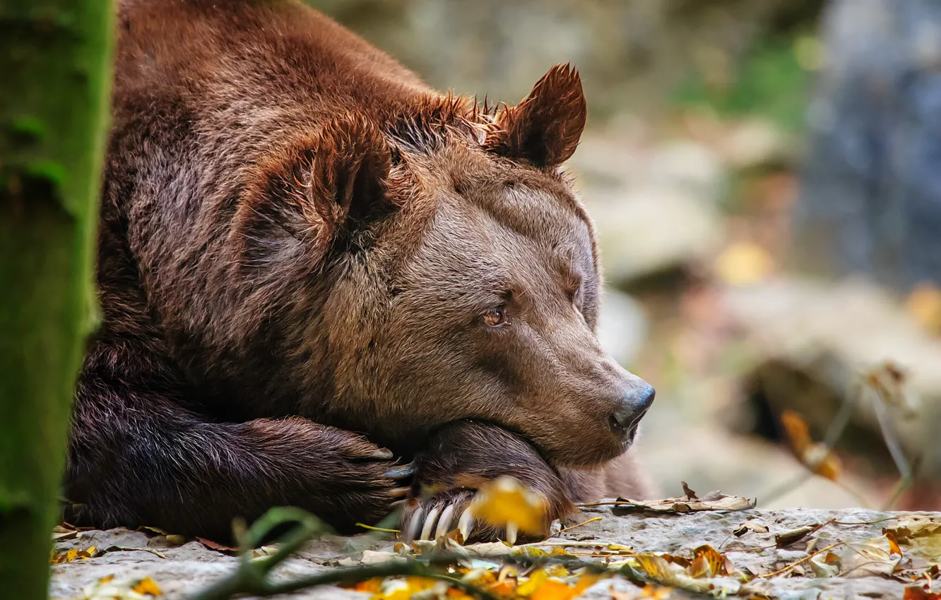 Фото обои отдых, медведь, топтыгин