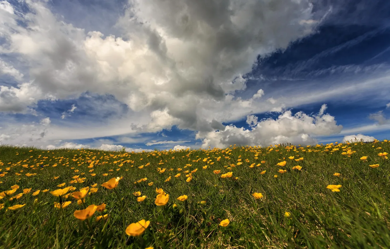 Фото обои поле, небо, цветы, природа, степь