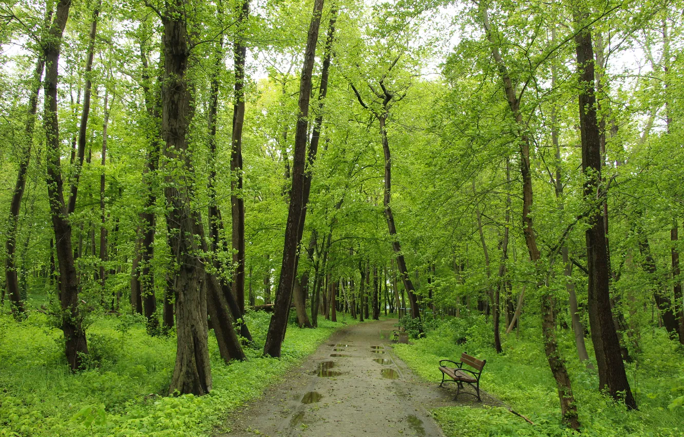 Фото обои road, park, tree, alley