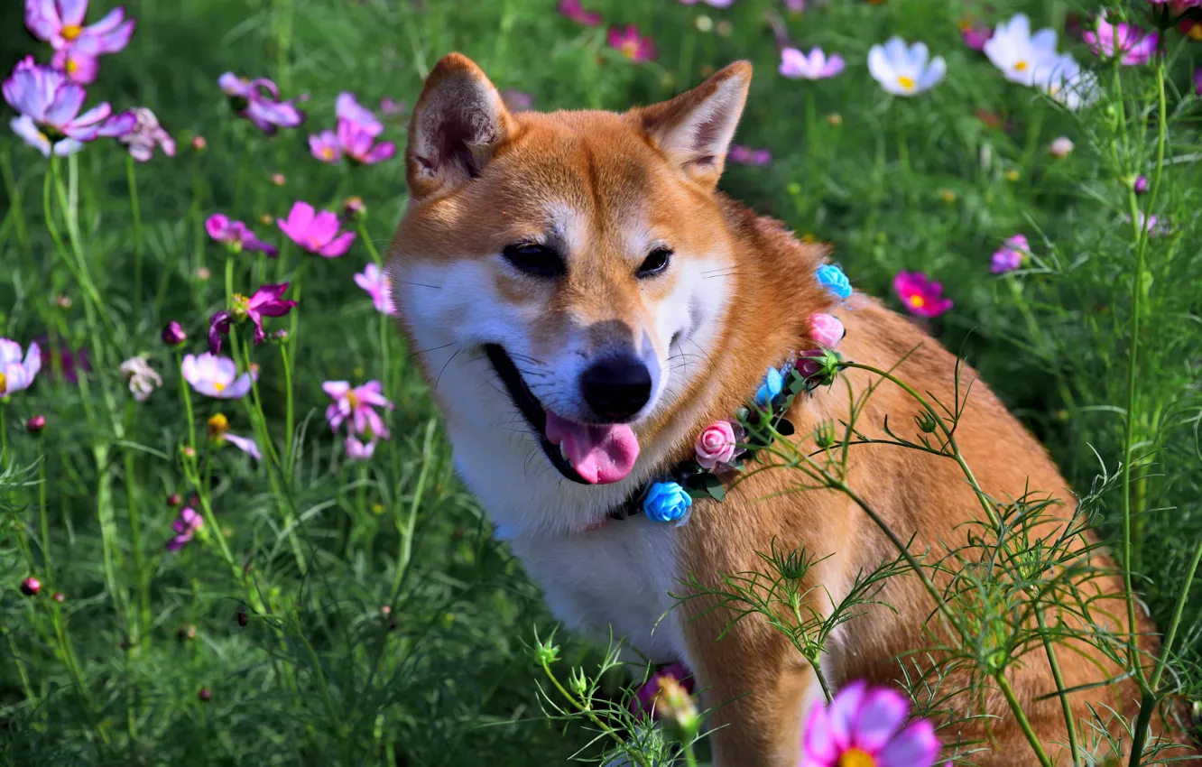 Фото обои поле, цветы, природа, животное, собака, пёс, космея, сиба-ину