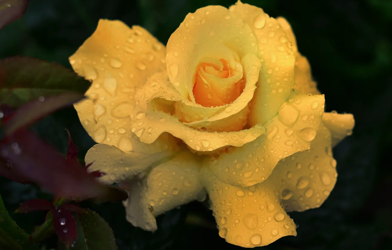 Фото обои цветок, капли, макро, темный фон, роза, желтая