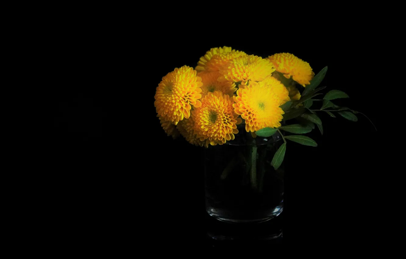хризантема на черном фоне фото