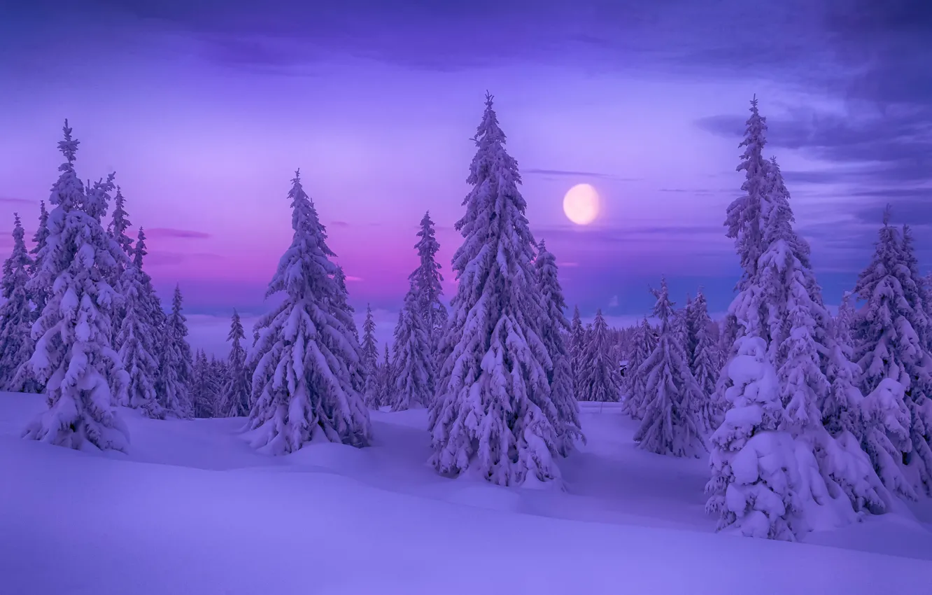 Фото обои зима, снег, ёлки, Winter Dream
