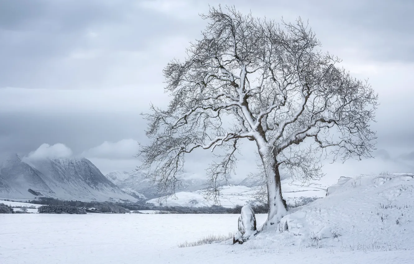 Фото обои зима, природа, дерево