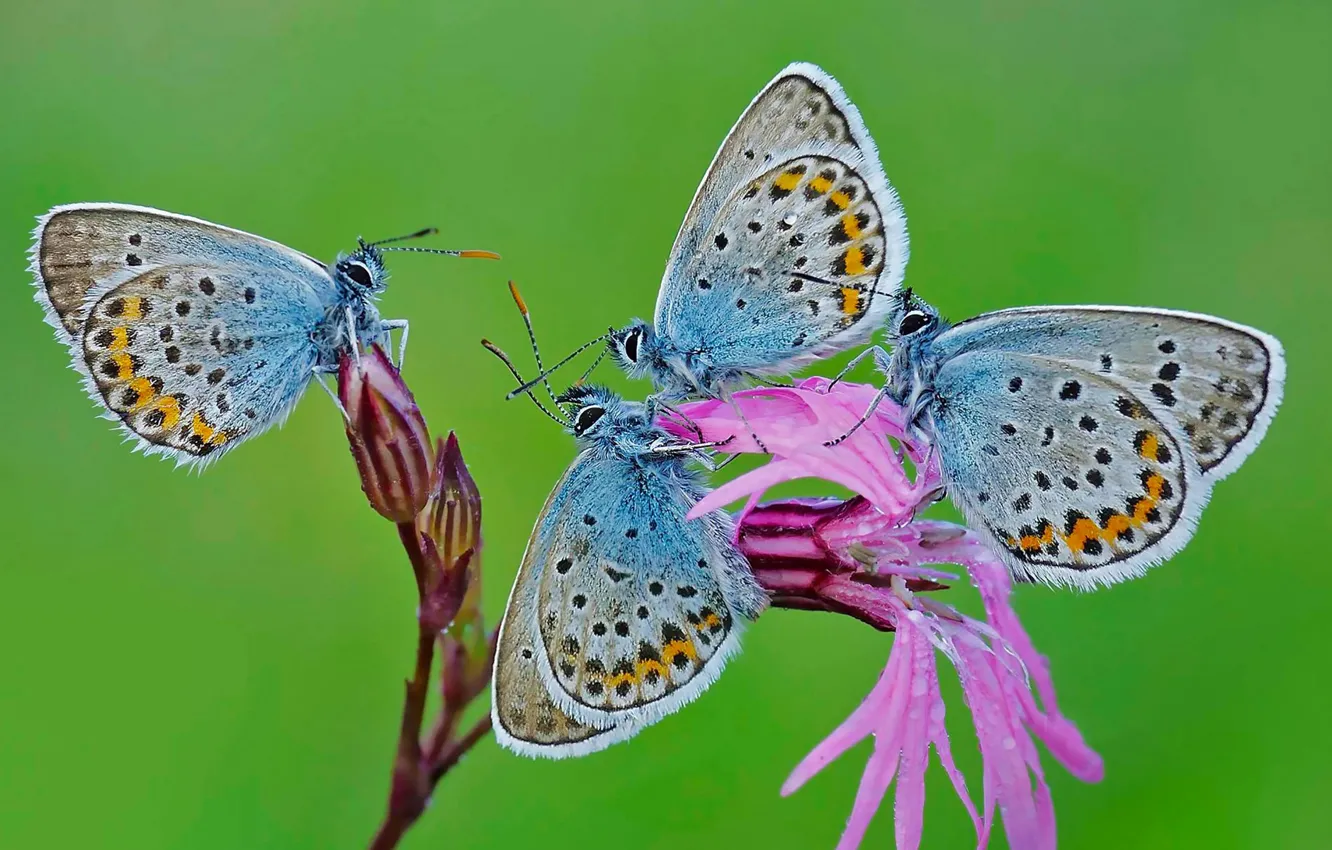 Фото обои цветок, природа, бабочка, мотылек