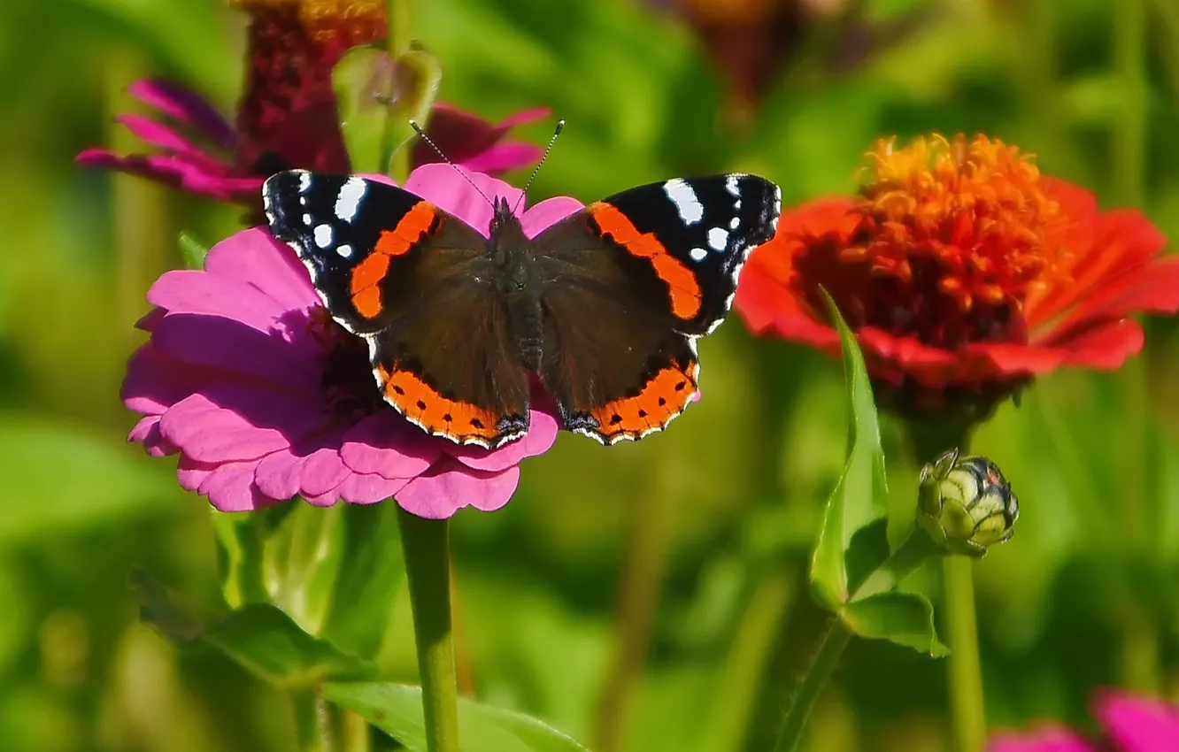 Фото обои цветок, лето, бабочка