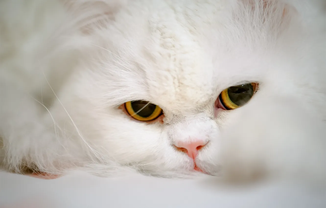 Фото обои кошка, глаза, кот, взгляд, мордочка, Персидская кошка