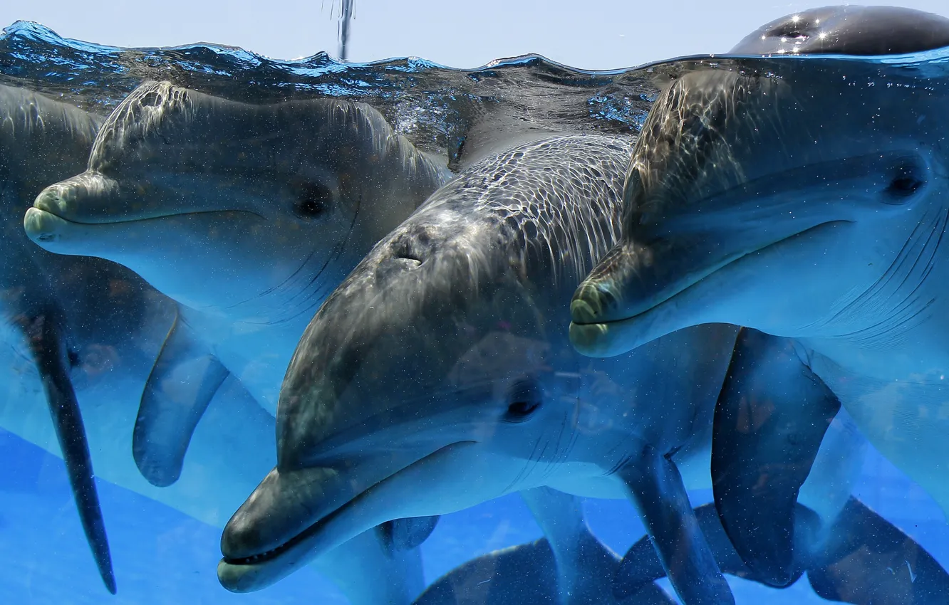 Фото обои море, дельфины, трио