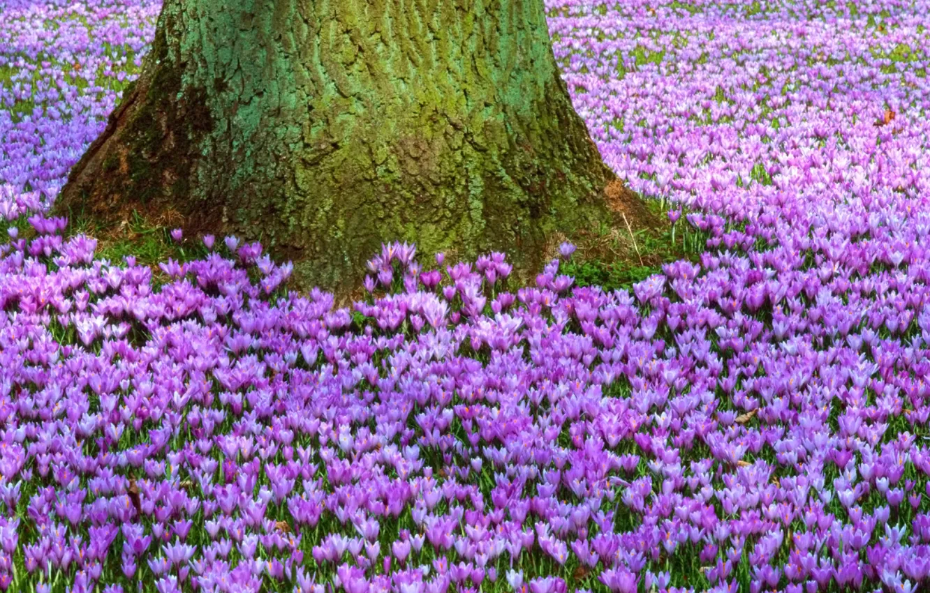 Фото обои цветы, природа, дерево, поляна, весна, ствол, пурпурный, первоцвет
