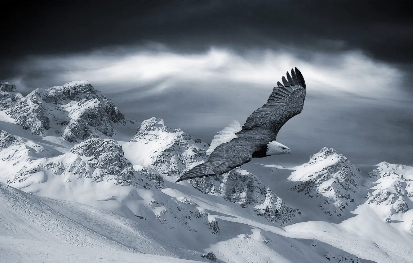 Фото обои зима, снег, полет, горы, орел
