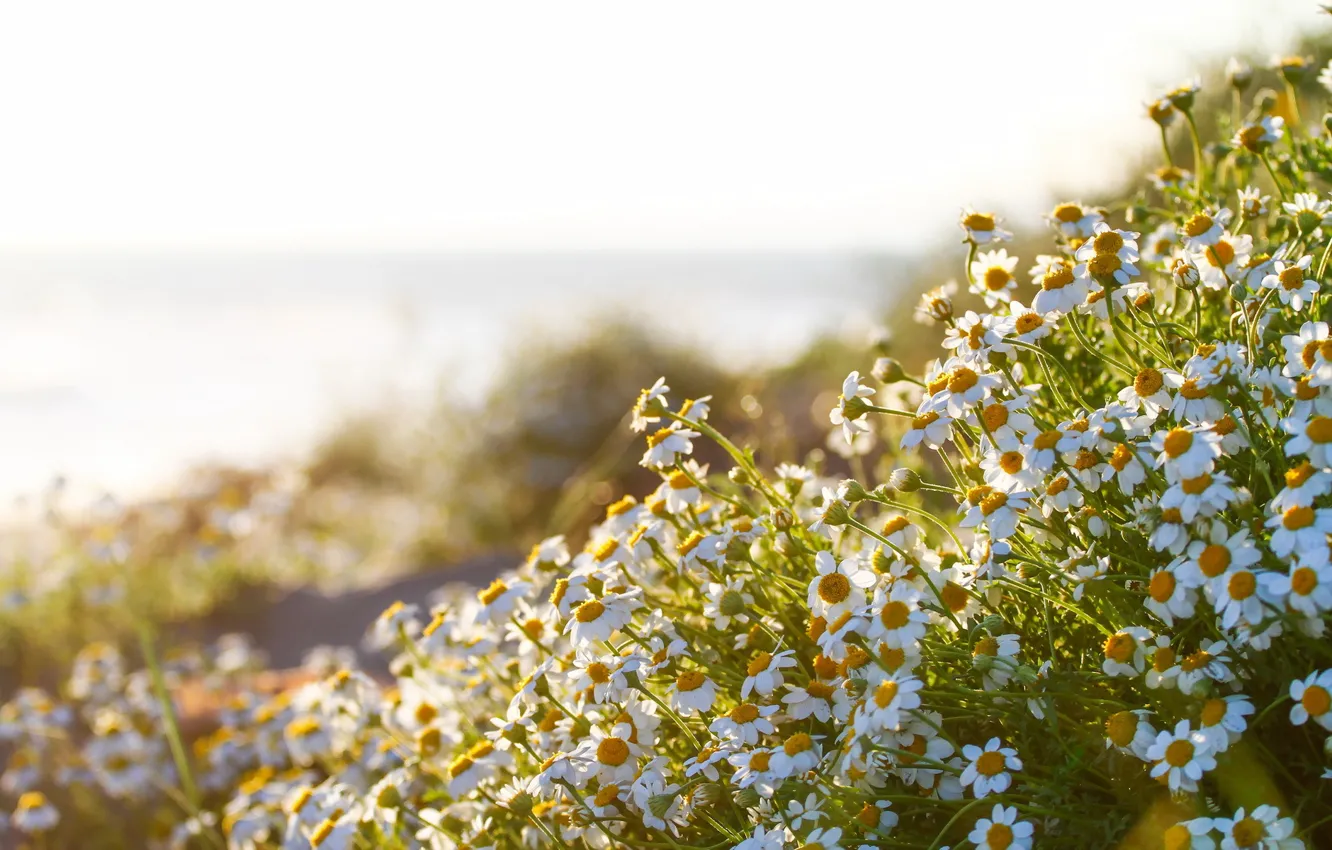Фото обои лето, природа, ромашки