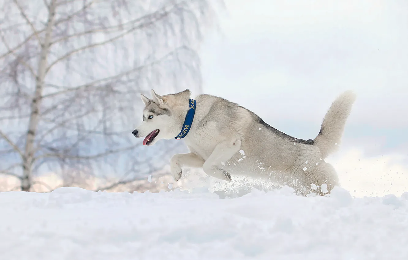 Фото обои снег, собака, бег