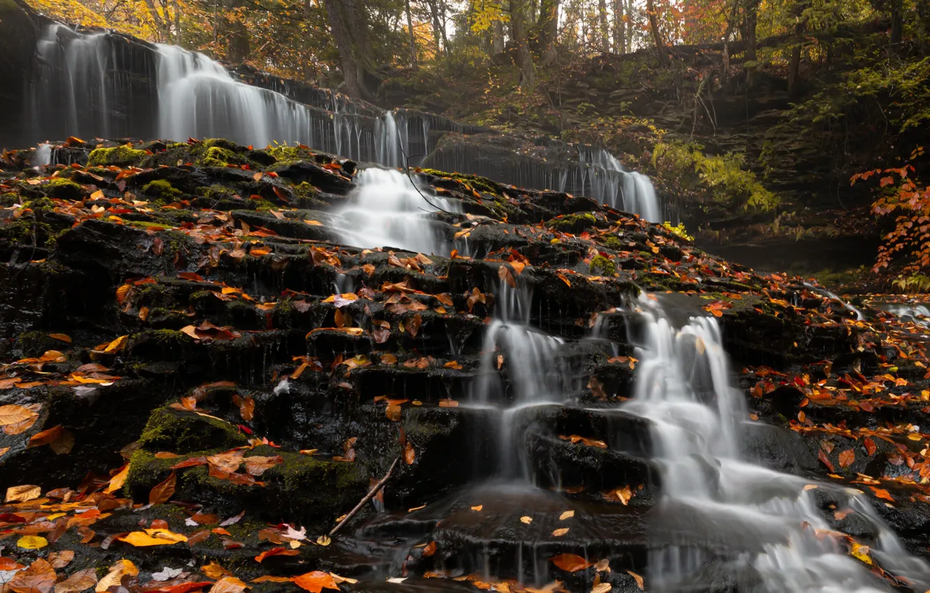 Фото обои лес, листья, деревья, природа, камни, водопад, США