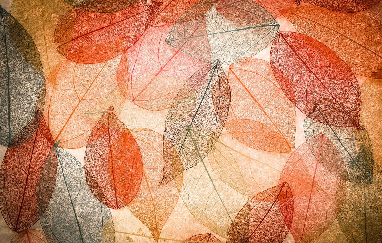 Фото обои листья, фон, colorful, abstract, autumn, leaves, осенние, transparent