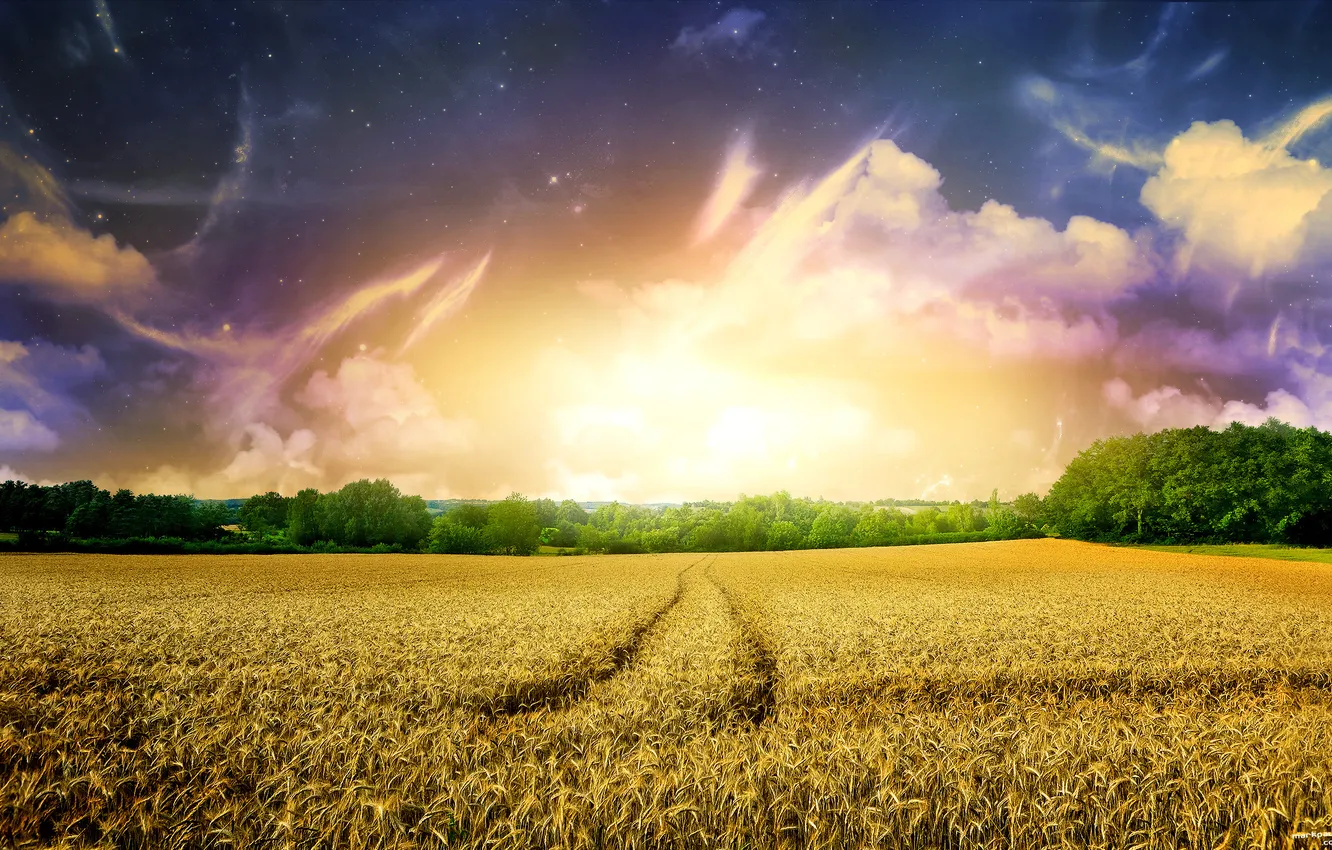 Фото обои поле, небо, деревья, природа, рассвет, утро, горизонт, колосья