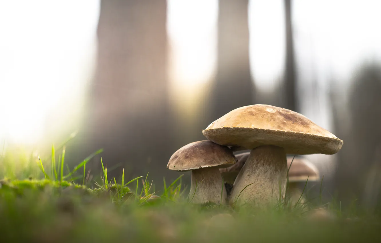 Фото обои лес, трава, природа, грибы, Белый гриб