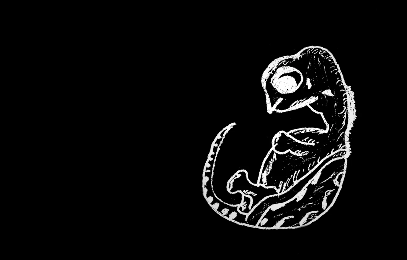 Фото обои жизнь, фон, черепаха, контур, эмбрион, развитие