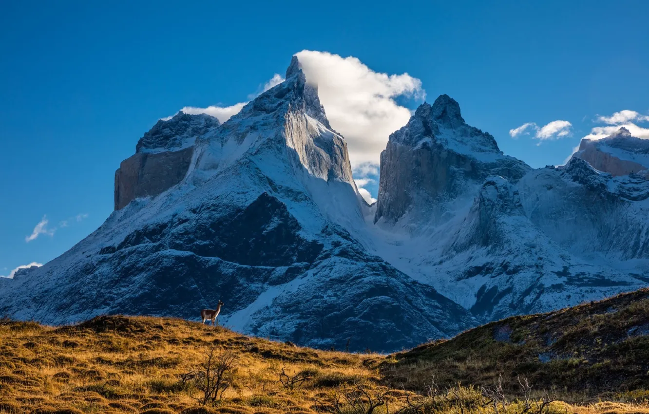 Фото обои пейзаж, горы, лама