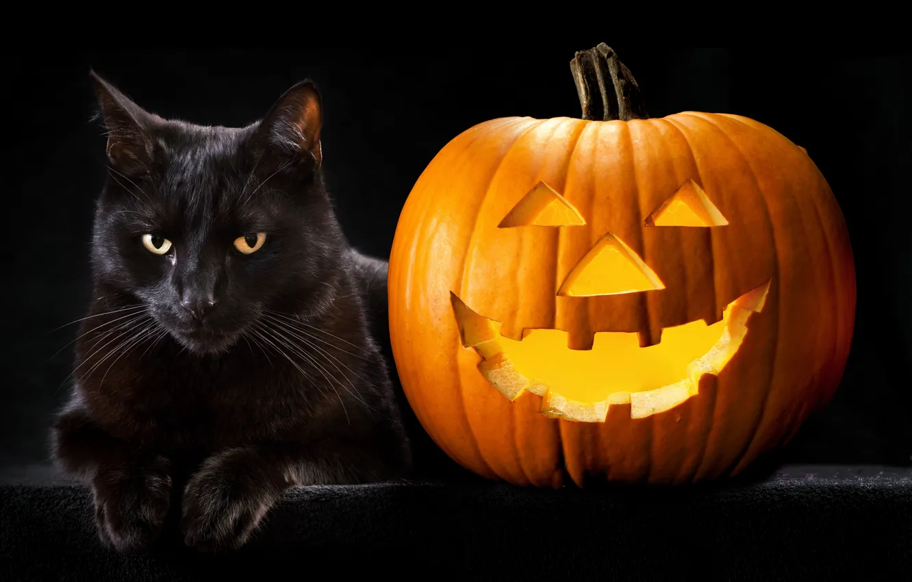 Фото обои кот, фото, Halloween, тыква