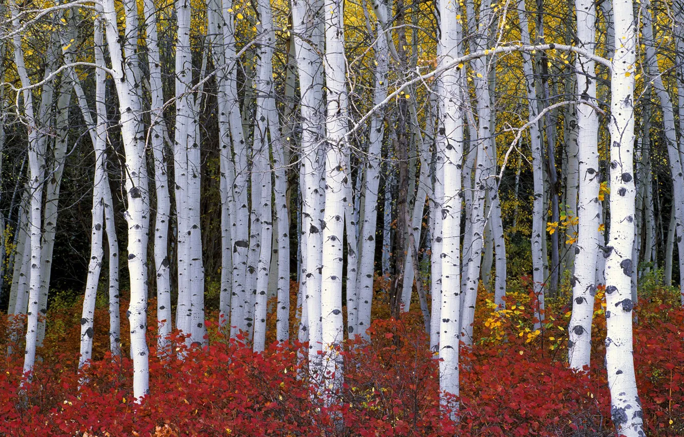 Фото обои осень, лес, листья, деревья, кусты, осина