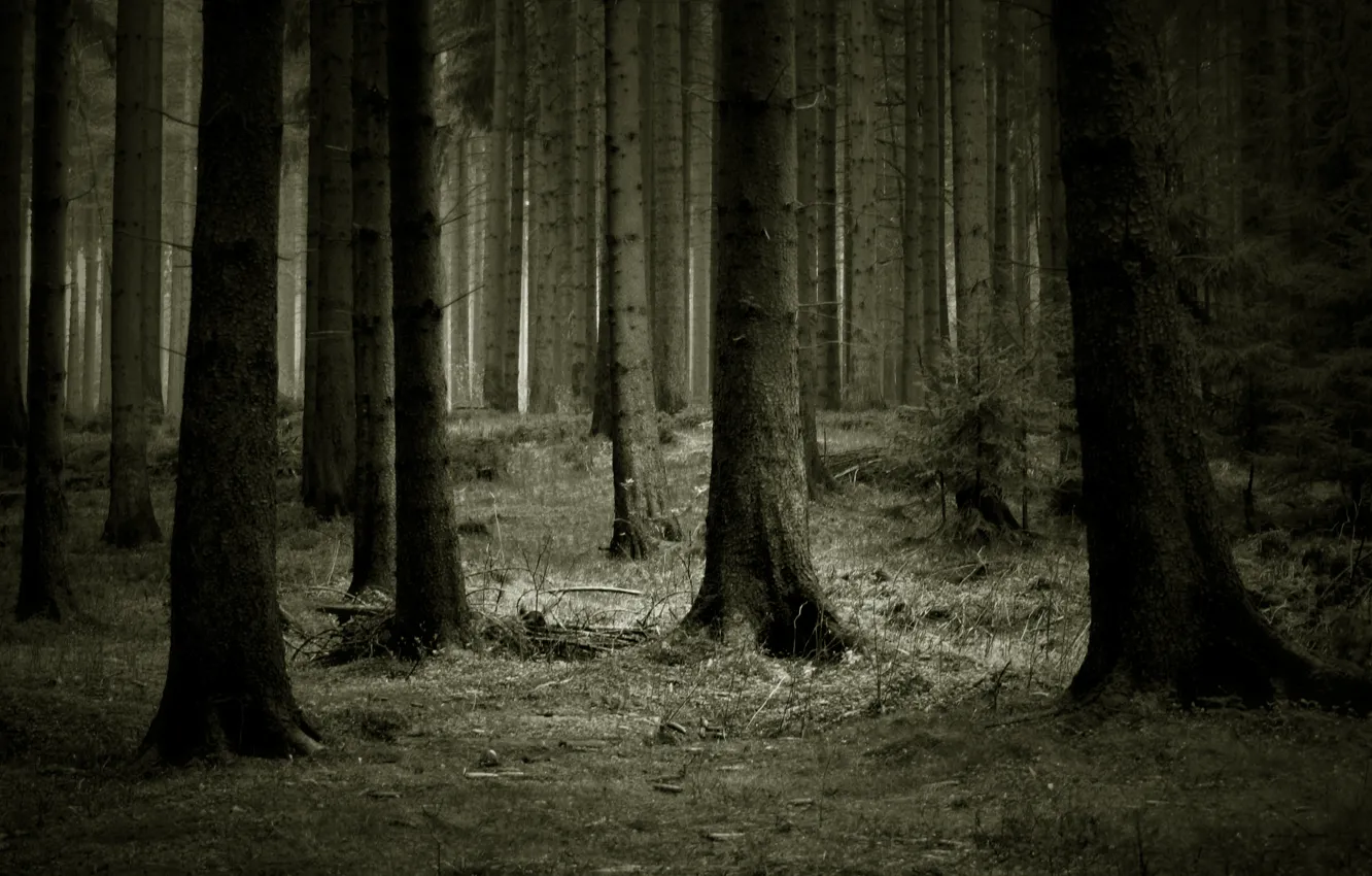 Фото обои лес, деревья, темно