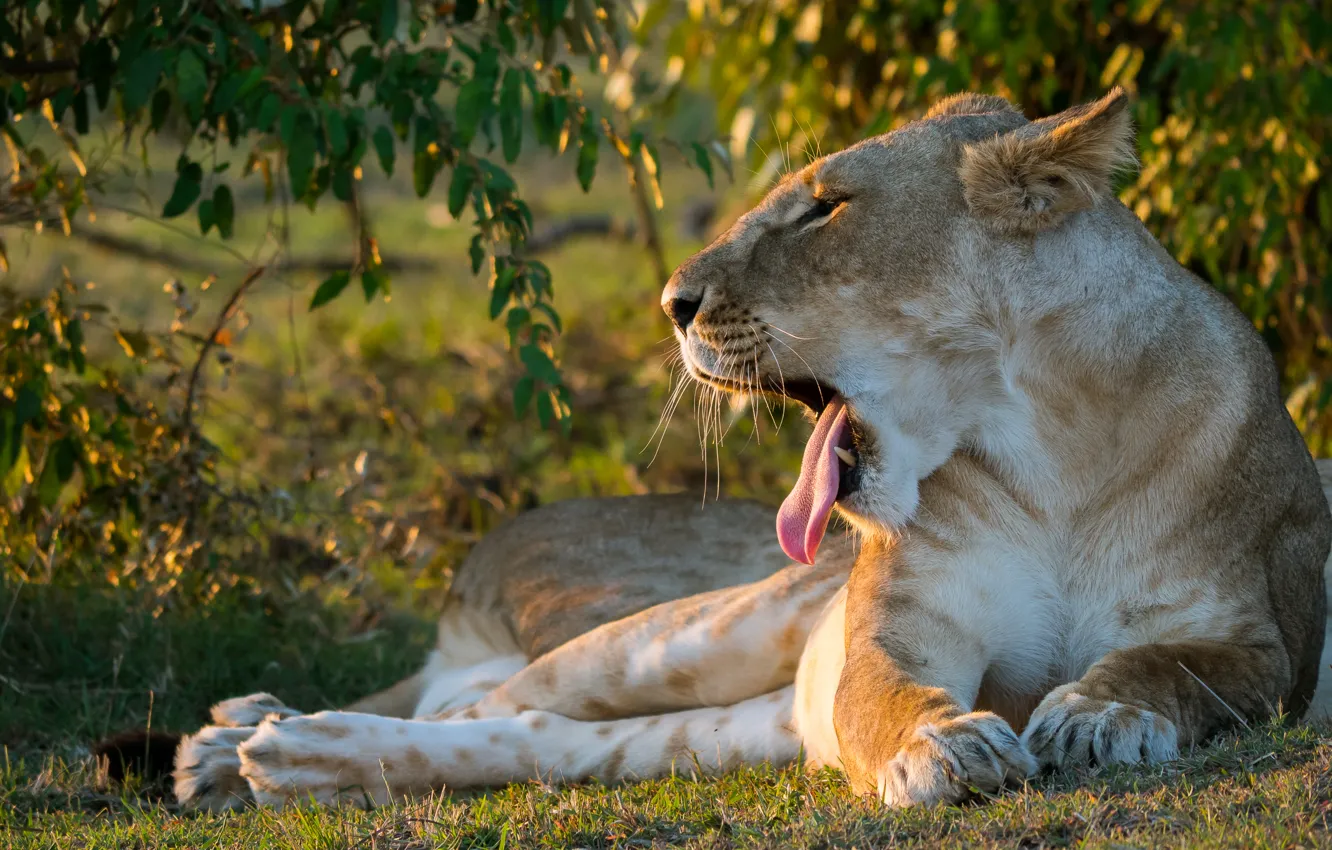 Фото обои язык, лев, пасть, львица