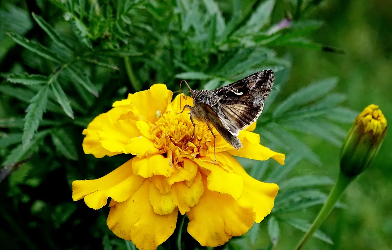 Фото обои Макро, Бабочка, Цветок, Macro