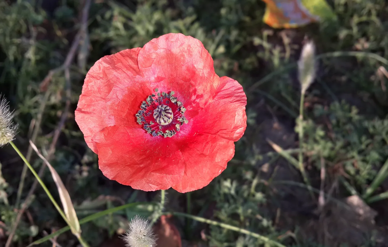 Фото обои RED, FLOWER, PAPER FLOWER, SUHART