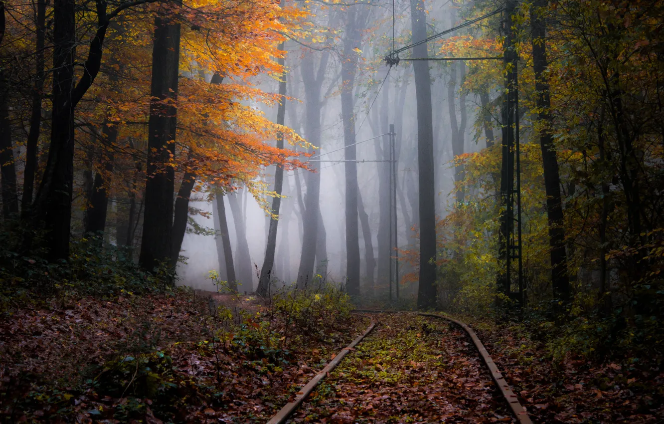 Фото обои осень, лес, природа, пути, туман, дымка