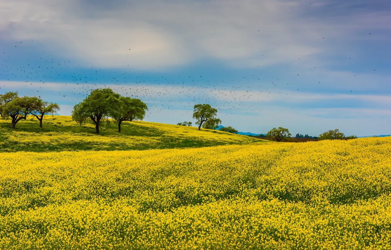 Фото обои поле, облака, деревья, цветы, птицы, холмы, стая, желтые