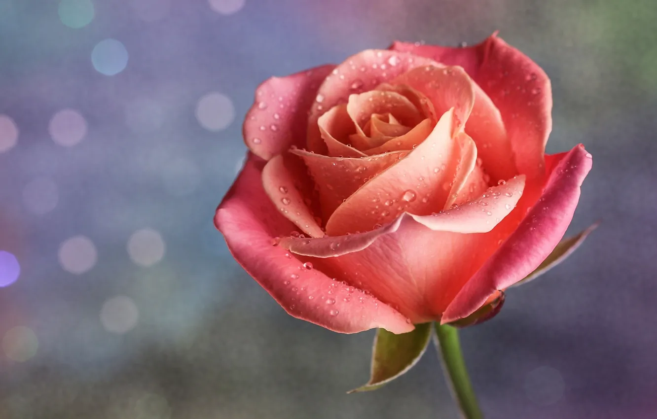 Фото обои капли, макро, розовая, роза, лепестки, бутон