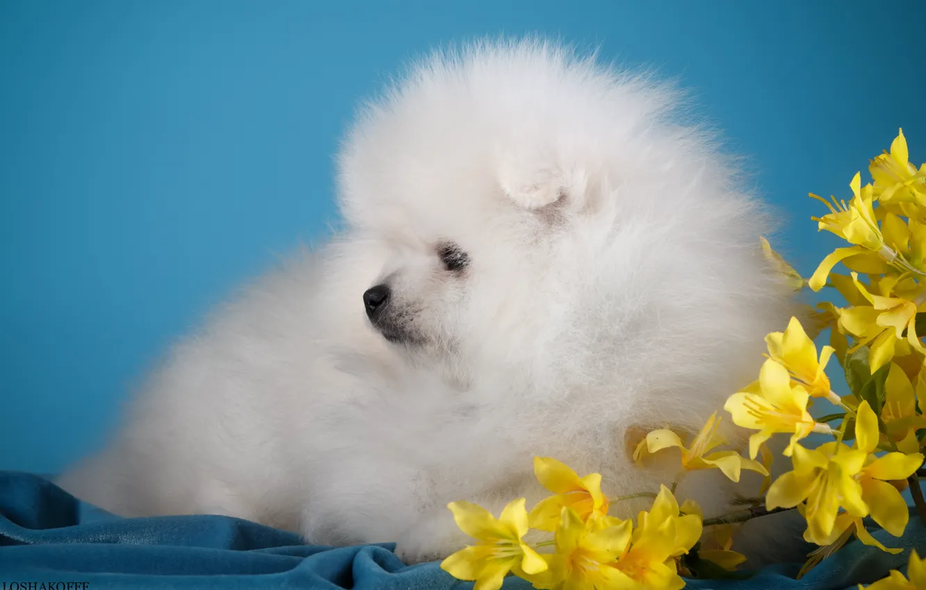 Фото обои белый, цветы, милый, щенок, шпиц