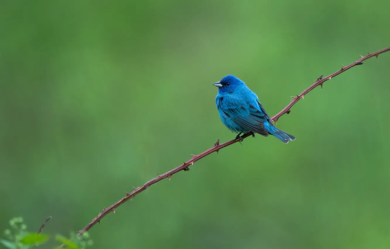Фото обои синий, ветка, птичка