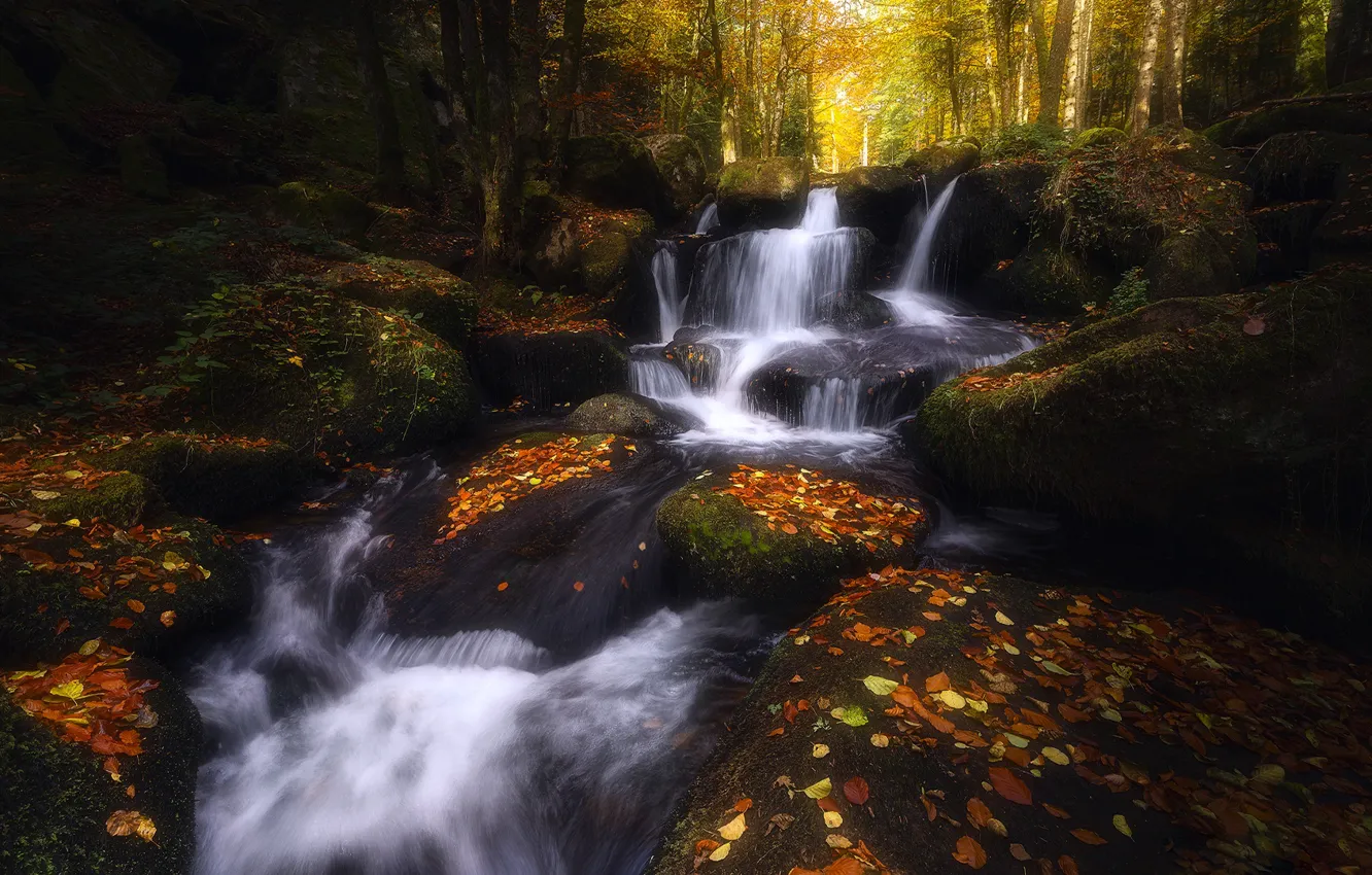 Фото обои осень, лес, листья, деревья, камни, листва, водопад, мох